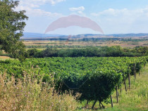 Loc de casa si teren cultivat cu vita de vie 1,28 Ha Sant...
