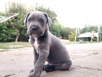 Cățeluși Cane Corso