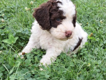 Căței Lagotto romagnolo