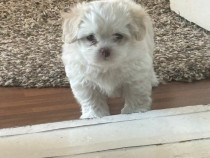 Cățelușa bichon Animal de companie