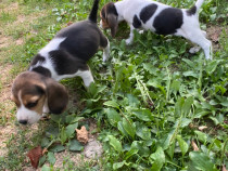 Pui Beagle tricolori