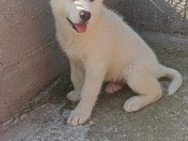 Catelusa Akita Inu