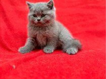 Pui British Shorthair cu Pedigree