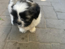 Puiuti shih tzu rasa pura