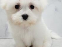 Bichon maltez alb mini toy