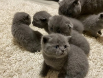 British shorthair