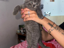 Pui de british shorthair