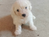 Bichon maltez alb