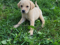 Catei Labrador vaccinati si deparazitati