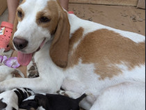 Pui Beagle bicolori si tricolori