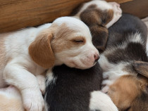 Pui Beagle bicolori si tricolori