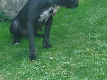 Catelusa cane corso