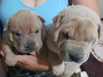 Shar pei cafeniu