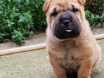 Shar pei maro cu negru