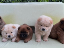 Chow Chow catelusi de vanzare