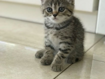 British shorthair puiuți