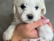 Cățeluși Bichon caută o familie iubitoare.❤️