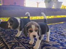 Beagle tricolori