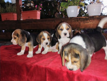 Beagle tricolor juniori