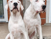 Dogo Argentino cățeluși