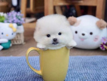 Pomeranian teeacup mini toy