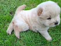 Pui Chow Chow cinci sap