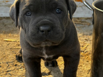 Puiut mascul Cane Corso