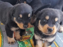 Pui rottweiler disponibili născuți pe 18-06-2024.