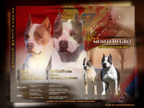 American Staffordshire Terrier – Pui Superbi