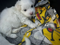 Bichon maltez, disponibil după 25 octombrie