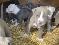 Amstaff blue o mare bucurie pentru familie.