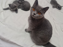 British Shorthair Blue Pui