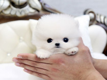 Pomeranian mini boo