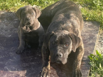 Cane corso femelă și mascul