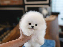 Pomeranian mini boo