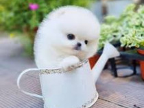 Pomeranian Teeacup Boo Ursuleț