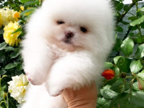 Pomeranian boo teacup