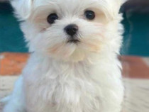 Pui Bichon Maltez mini