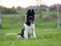 Căței de American Akita