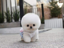 Pomeranian puppy mini asigur transport