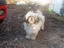 Căţei shih tzu trei băieți și o fetiță