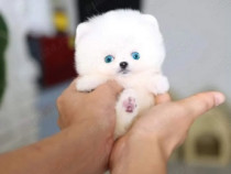 Pomeranian teeacup mini toy