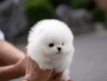 Pomeranian mini boo