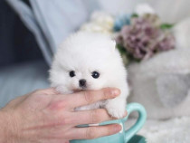 Pomeranian boo toy