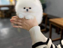 Pomeranian ursuleț puppias