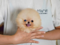 Pomeranian pappy boo