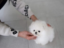 Pomeranian miniatura boo