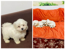 Bichon Maltez Toy