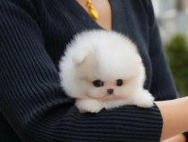 Pomeranian puppy teeacup mini boo talie mica