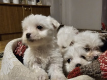 Bichon maltez deparazitați